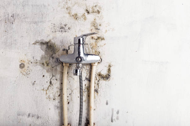 Professional Mold Removal in La Feria, TX