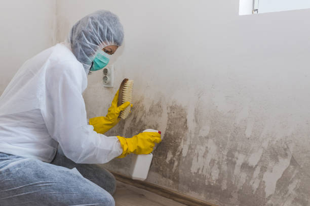 Best Black Mold Removal  in La Feria, TX