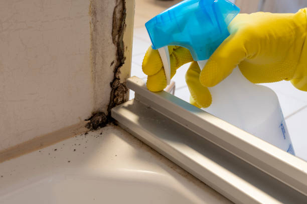Best Commercial Mold Removal  in La Feria, TX