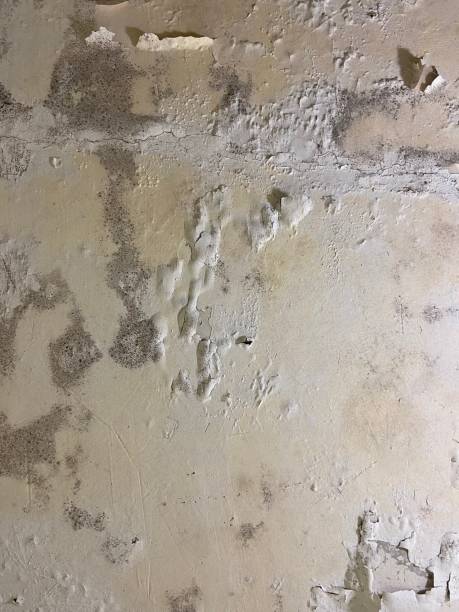 Best Certified Mold Removal  in La Feria, TX