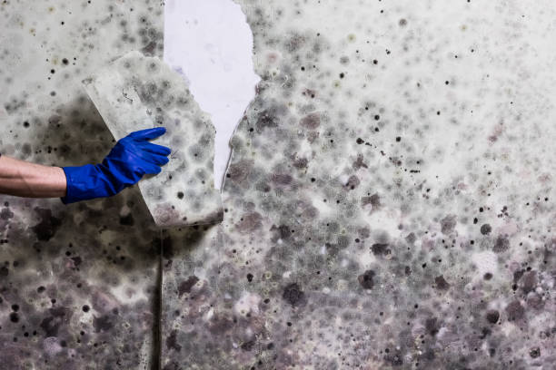 Mold Removal Process in La Feria, TX