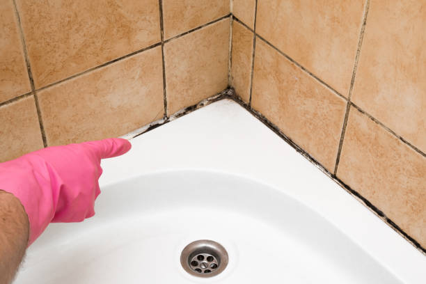 Best Home Mold Removal  in La Feria, TX