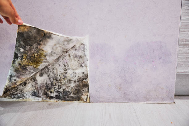Best Mold Removal Specialists  in La Feria, TX